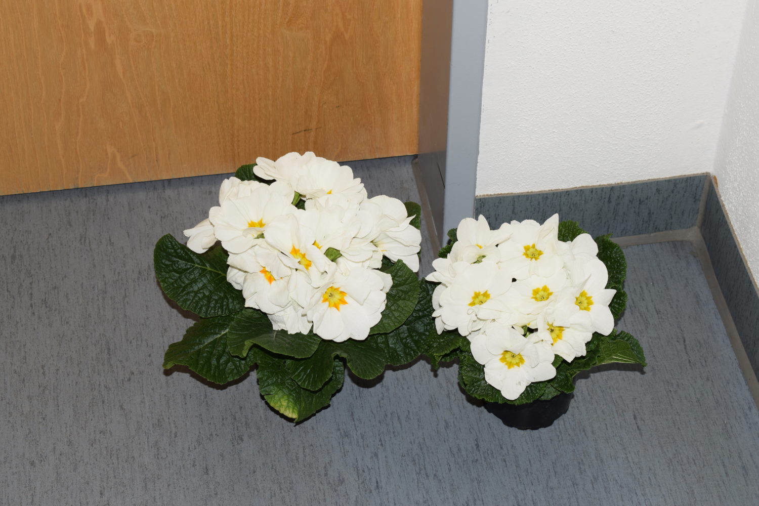 Blumen in der Verwaltung